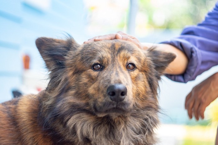 頭を撫でられる犬