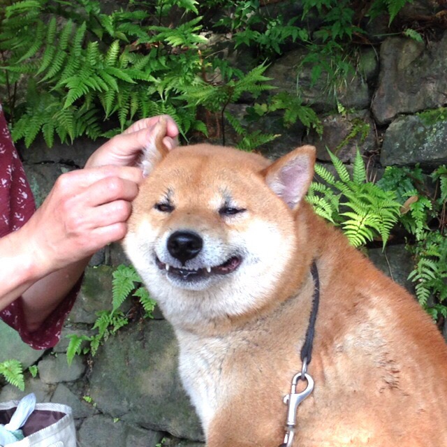 耳掃除中の芝犬