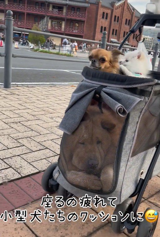 カートに乗るぽぽ太くんたち2