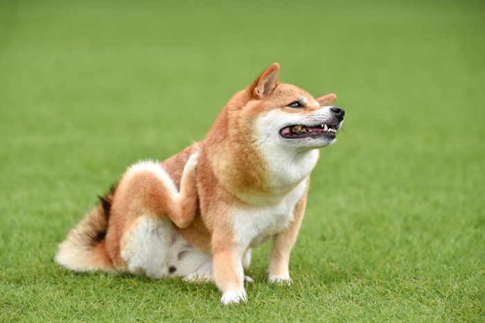 足でカキカキしている柴犬