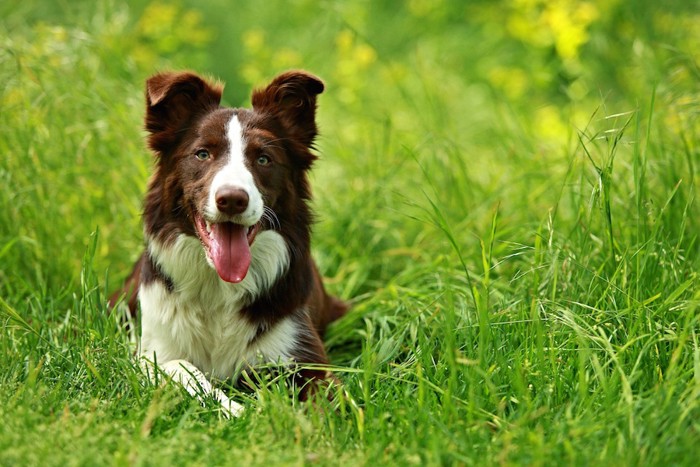 草むらで伏せをする犬