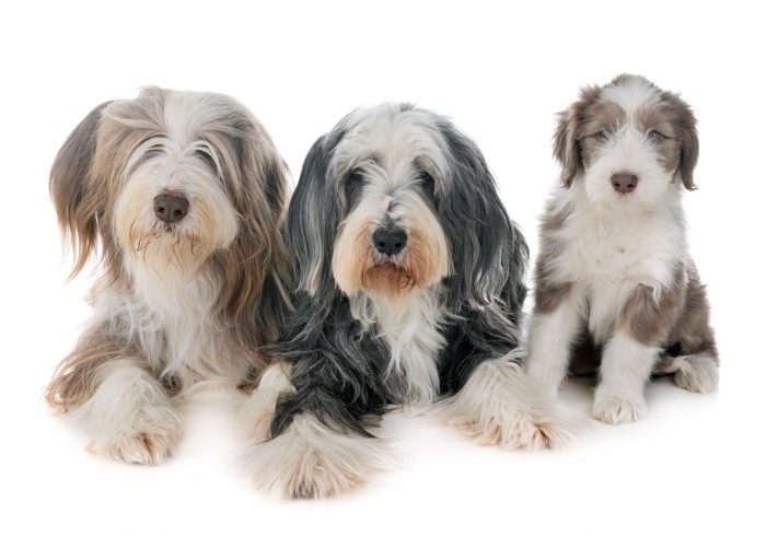 ビアデッドコリーの成犬と子犬