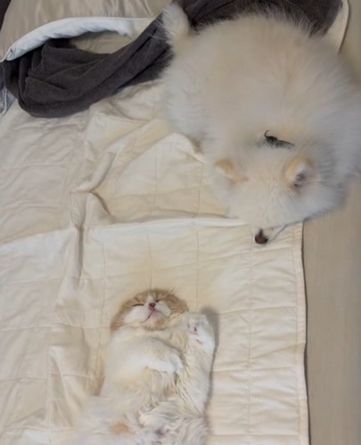飼い主さん、やる気を失う…