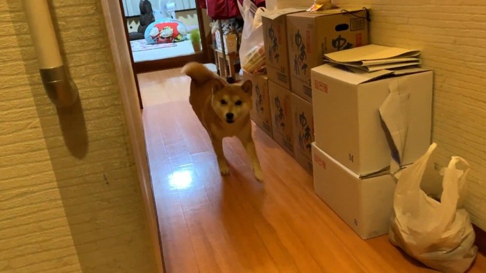 お出迎えにきてくれました♪