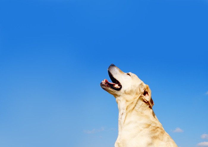 青空の下で吠えている犬