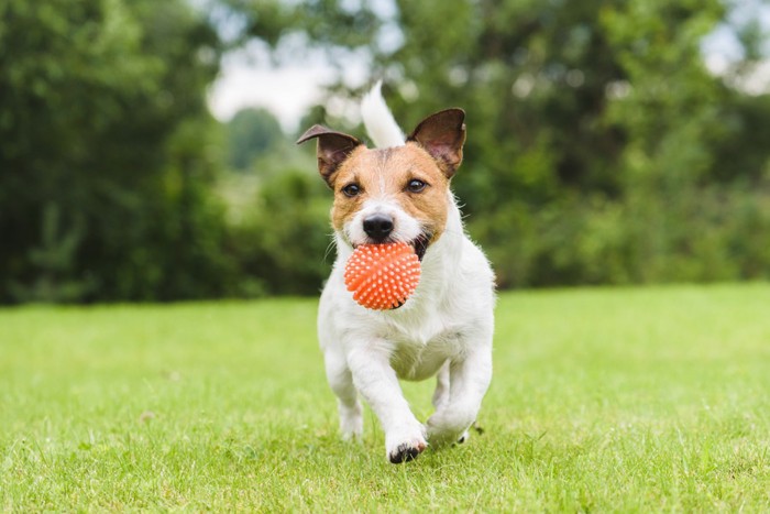 ボールで遊ぶ犬