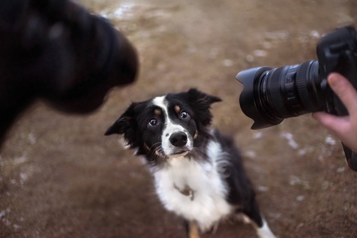 写真を撮られて驚く犬