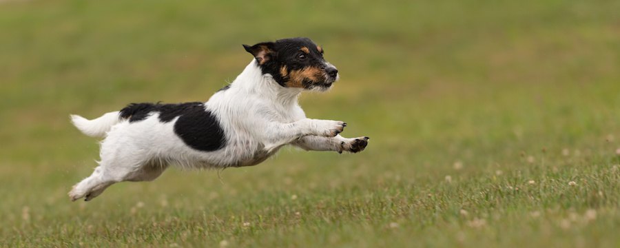 草原を走る犬