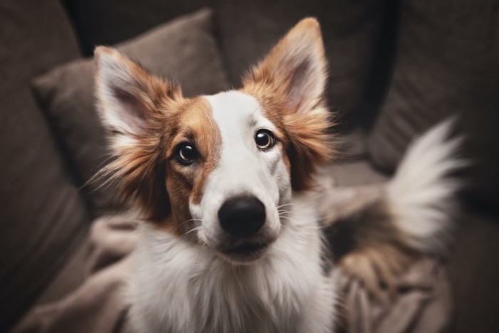 ソファーの上からこちらを見つめる犬