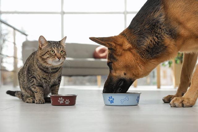 ご飯を食べる犬と猫