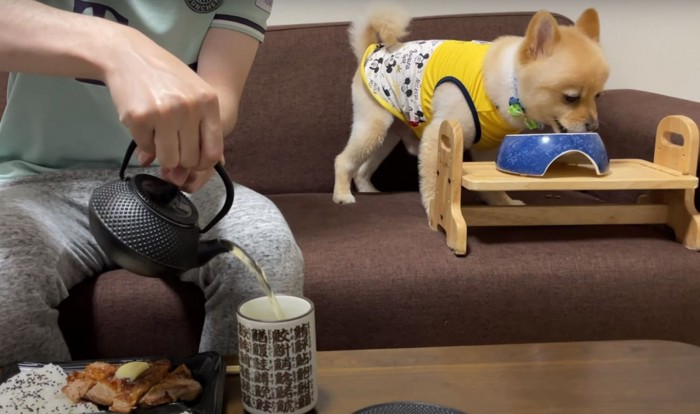 食事をする人と犬