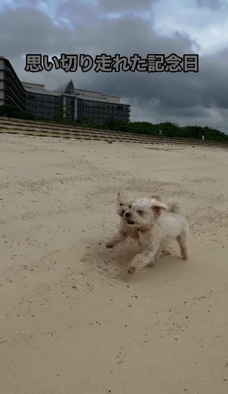 アロハちゃんが並走