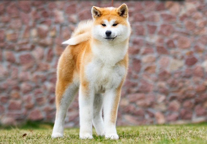 芝生の上で正面を向いて立つ秋田犬