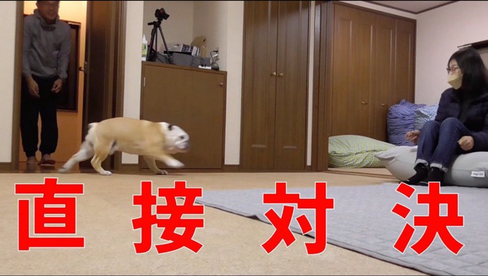 女性に駆け寄る犬