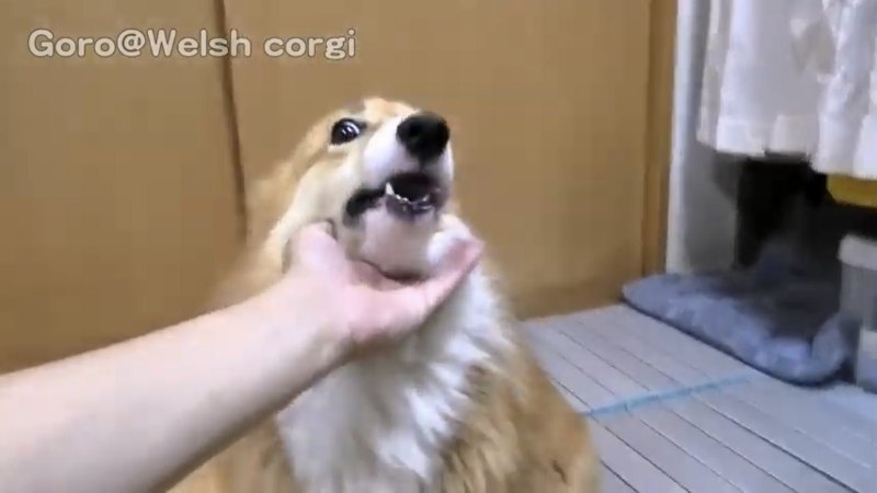 薬を食べる犬