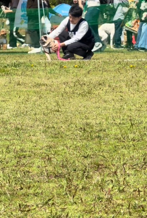 横を向く犬1