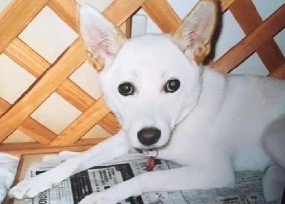 保健所を転々としたえみりちゃん