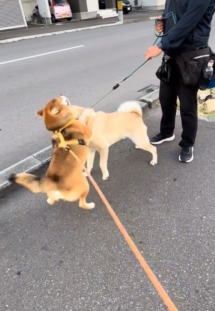 正面から抱きつくぽんたくん