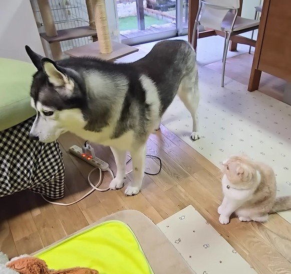 しょんぼり困惑顔に…