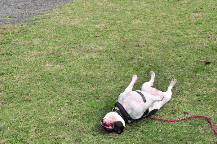 芝生に仰向けで転がるフレブル