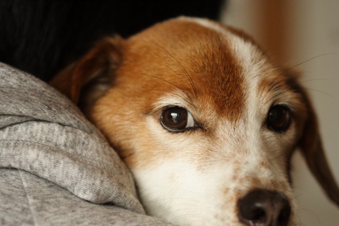 飼い主に抱っこされる犬