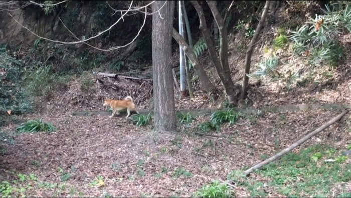 竹藪の方へ向かって歩く犬