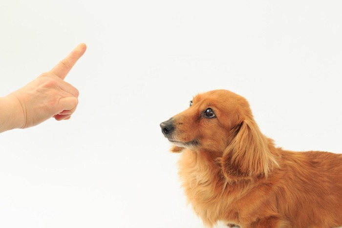 しつけされる犬