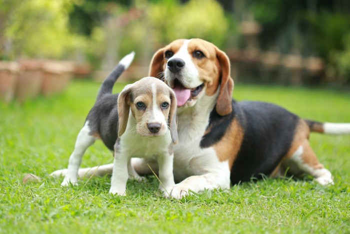 芝生に伏せるビーグル犬の前に立つ子犬