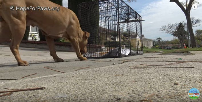 ケージに近づく犬