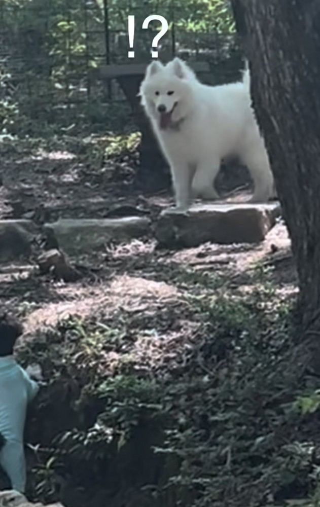 戸惑う大型犬