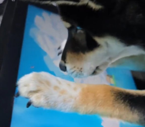 子犬の頃は…