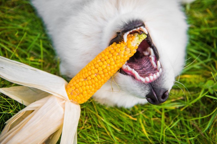 トウモロコシをかじる犬