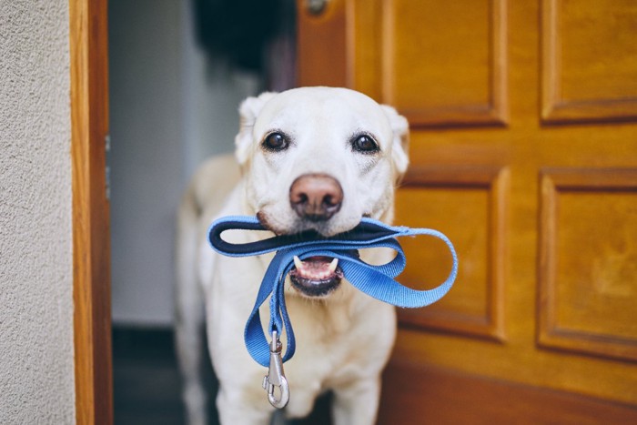 リードをくわえて持ってくる犬