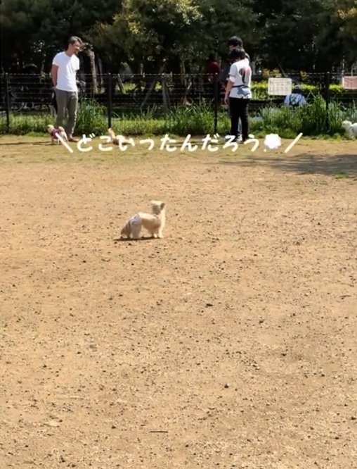 キョロキョロする犬