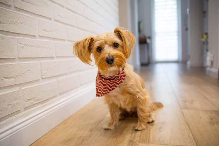 茶の耳の飾り毛が長い犬