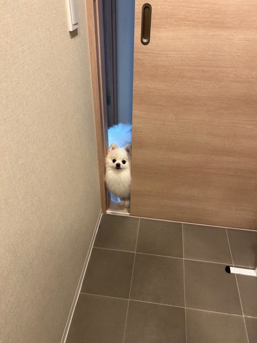 ポメラニアン