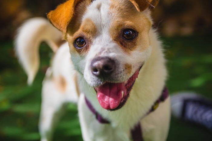 嬉しそうな犬 