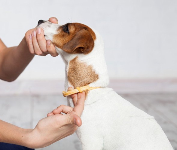 犬の首輪を確認する人