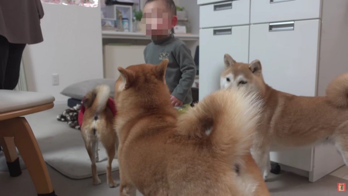 こなれた様子に感嘆