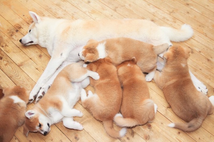 秋田犬の母と子供たち