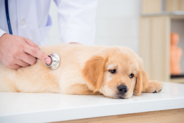 ぐったりした様子で診察を受ける子犬