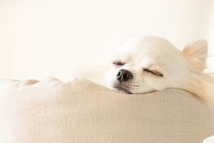 犬用ベッドで眠るチワワ