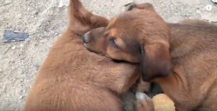 クッキーを無視する子犬