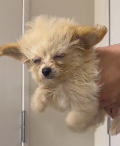 飼い主に持ち上げられて目を細める犬