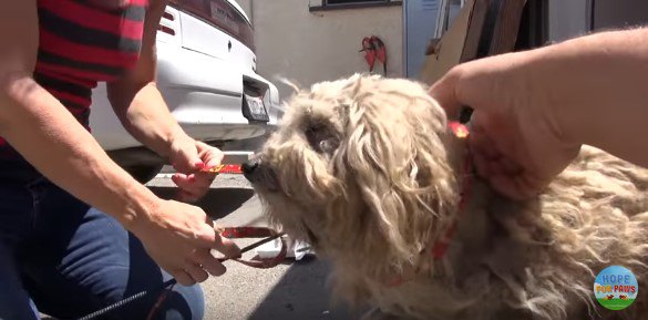 犬に布リードをかける