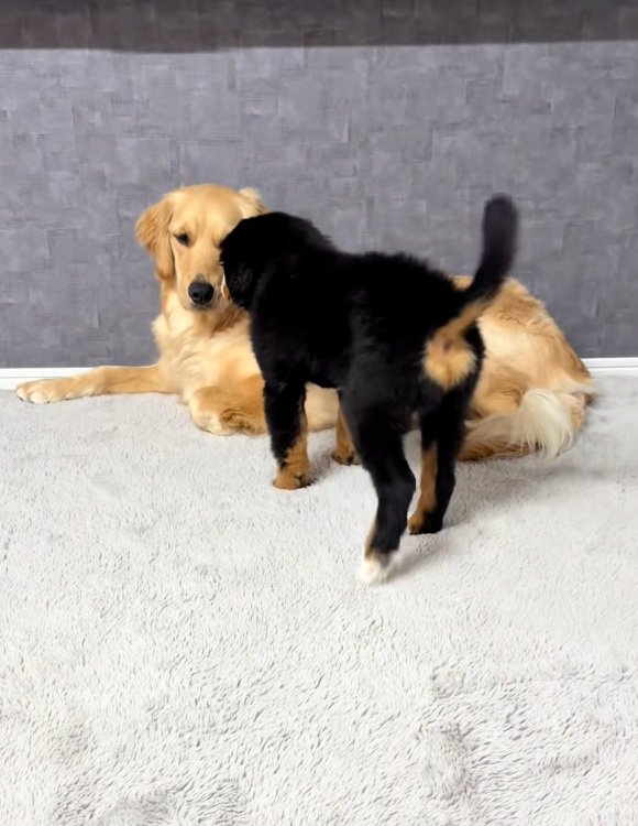 ゴールデンさんに近づく子犬