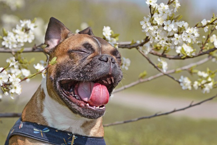 花と犬