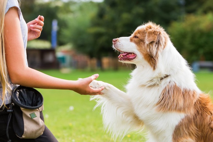 トレーニングで褒められて笑顔の犬