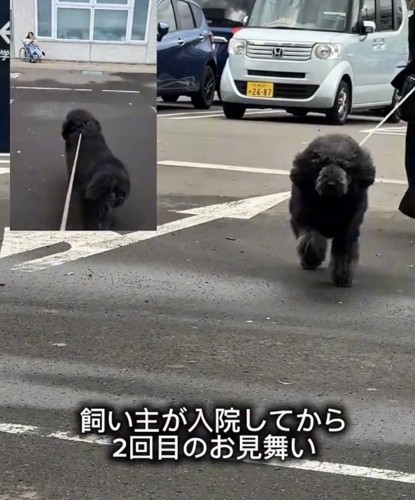 駐車場をまっすぐ歩いてくる犬