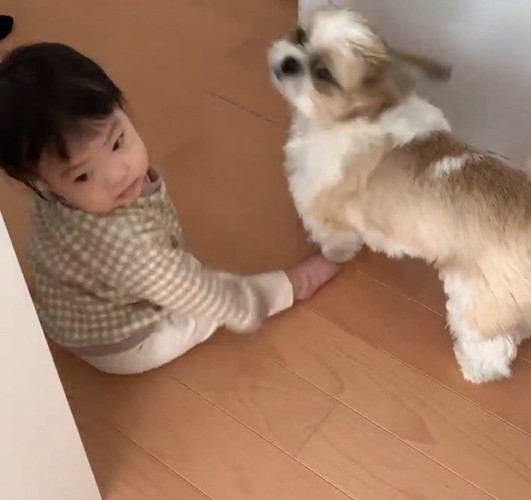 コロくんと赤ちゃんのシンクロ4